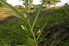 Ceropegia noorjahaniae